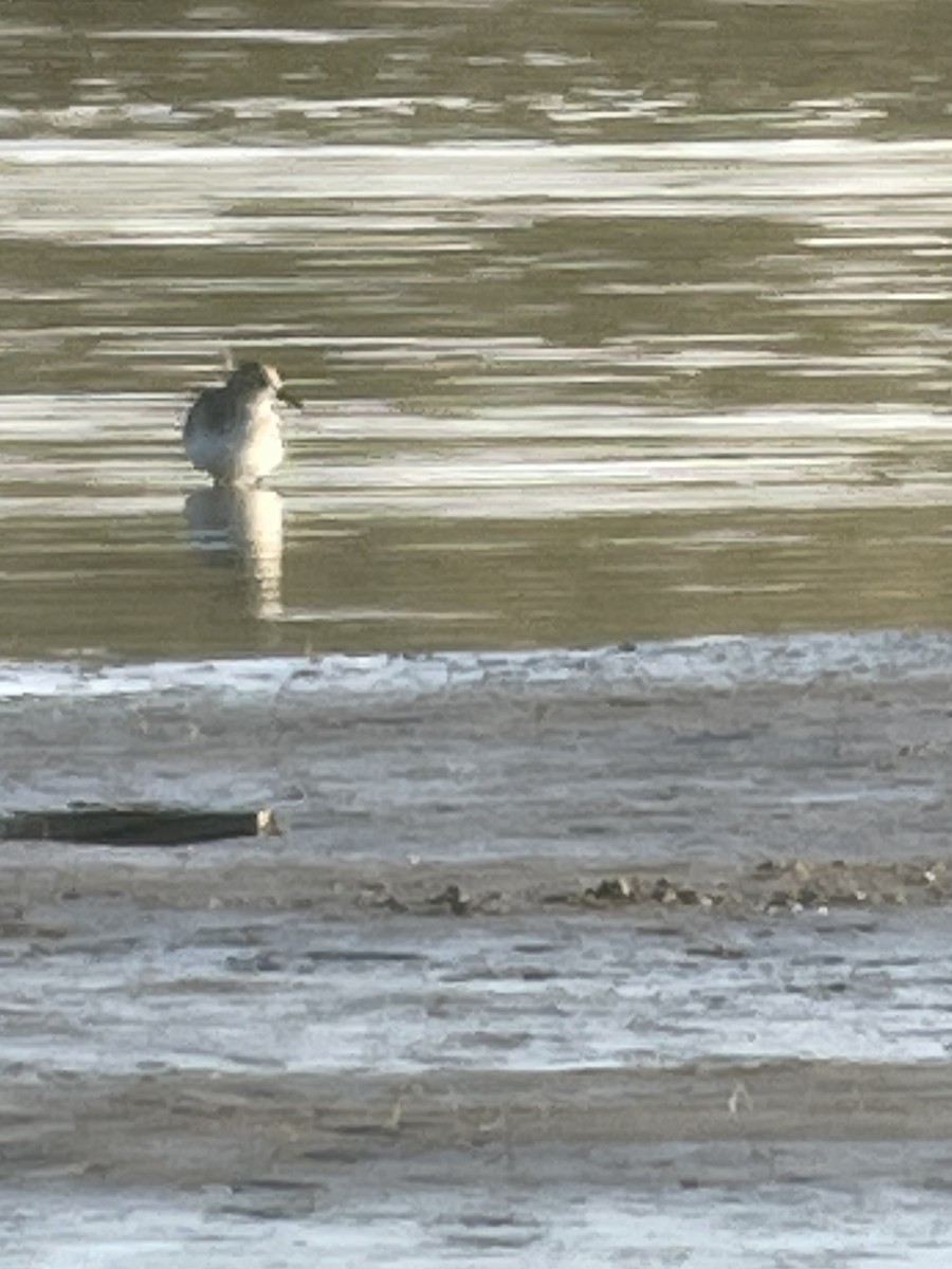 peep sp. - ML637919106