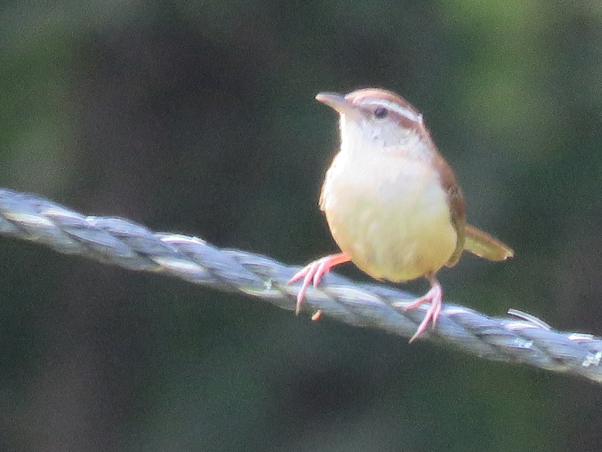 Carolina Wren - ML637919162