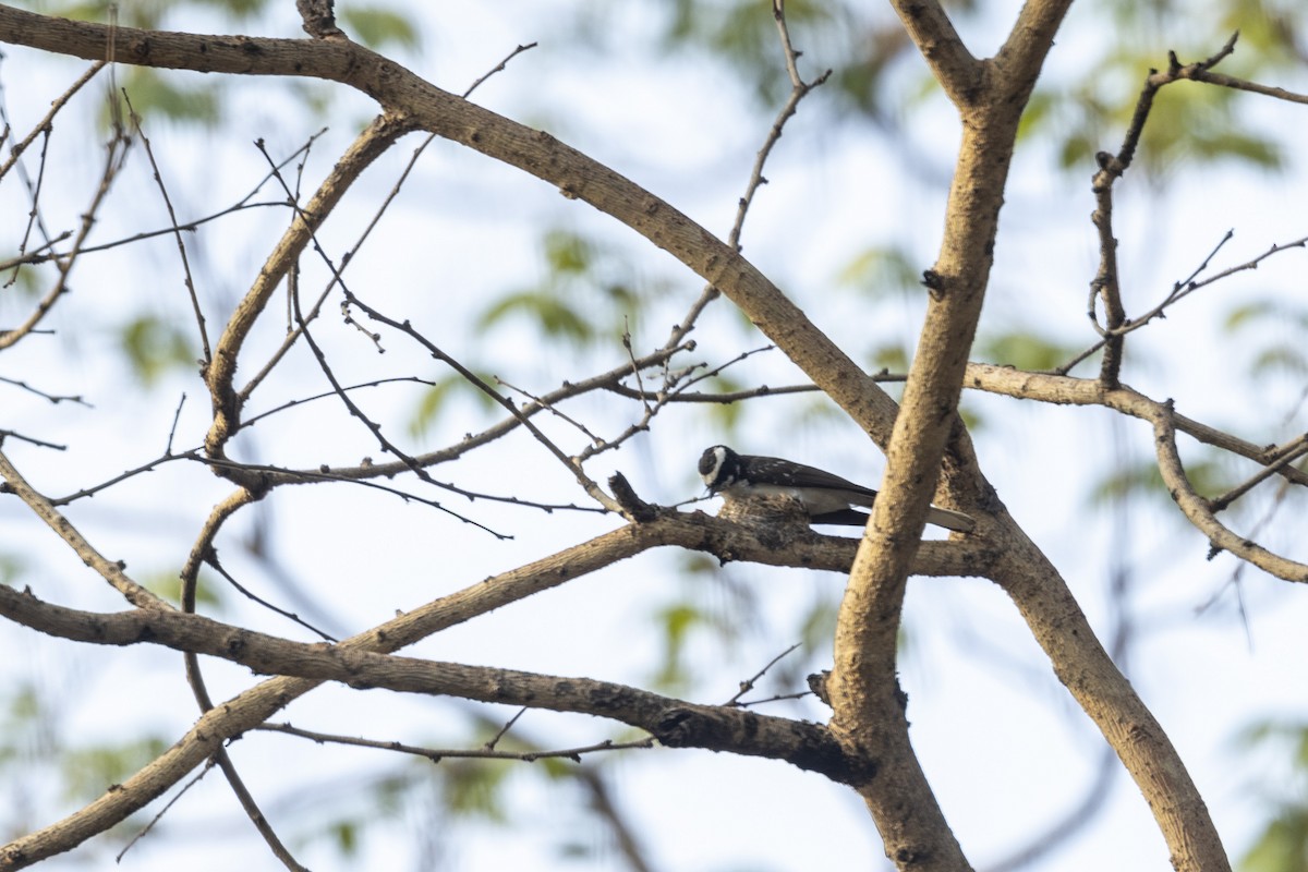 White-browed Fantail - ML637919237