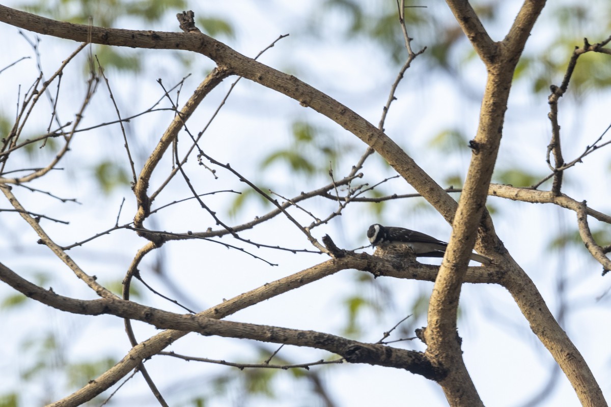White-browed Fantail - ML637919238