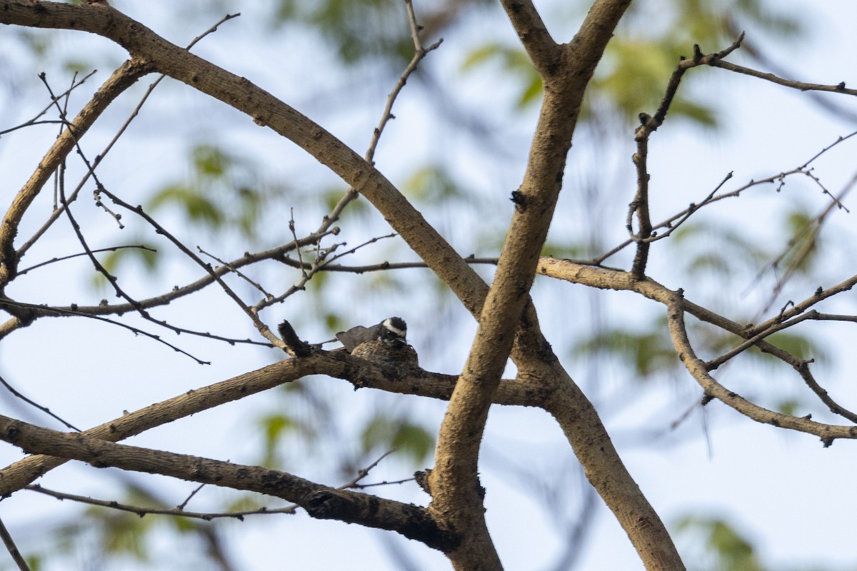 White-browed Fantail - ML637919239