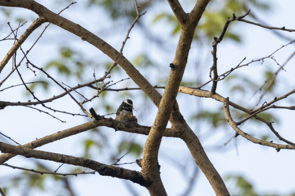 White-browed Fantail - ML637919240