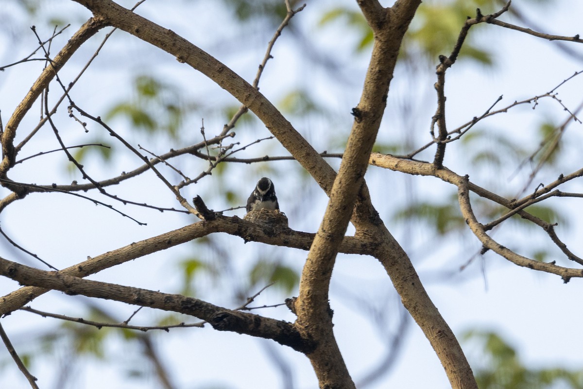 White-browed Fantail - ML637919241