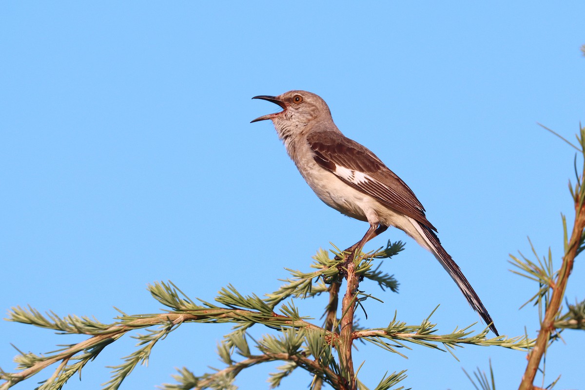 Northern Mockingbird - ML637919251