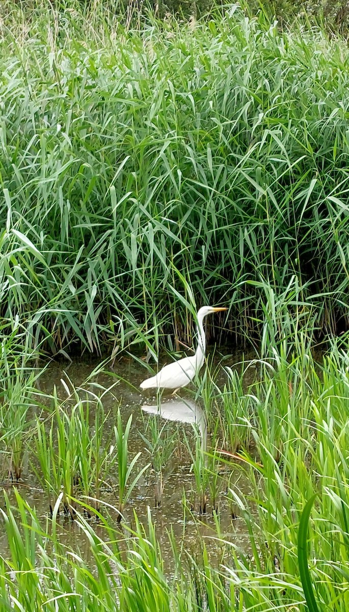 Great Egret - ML637919254