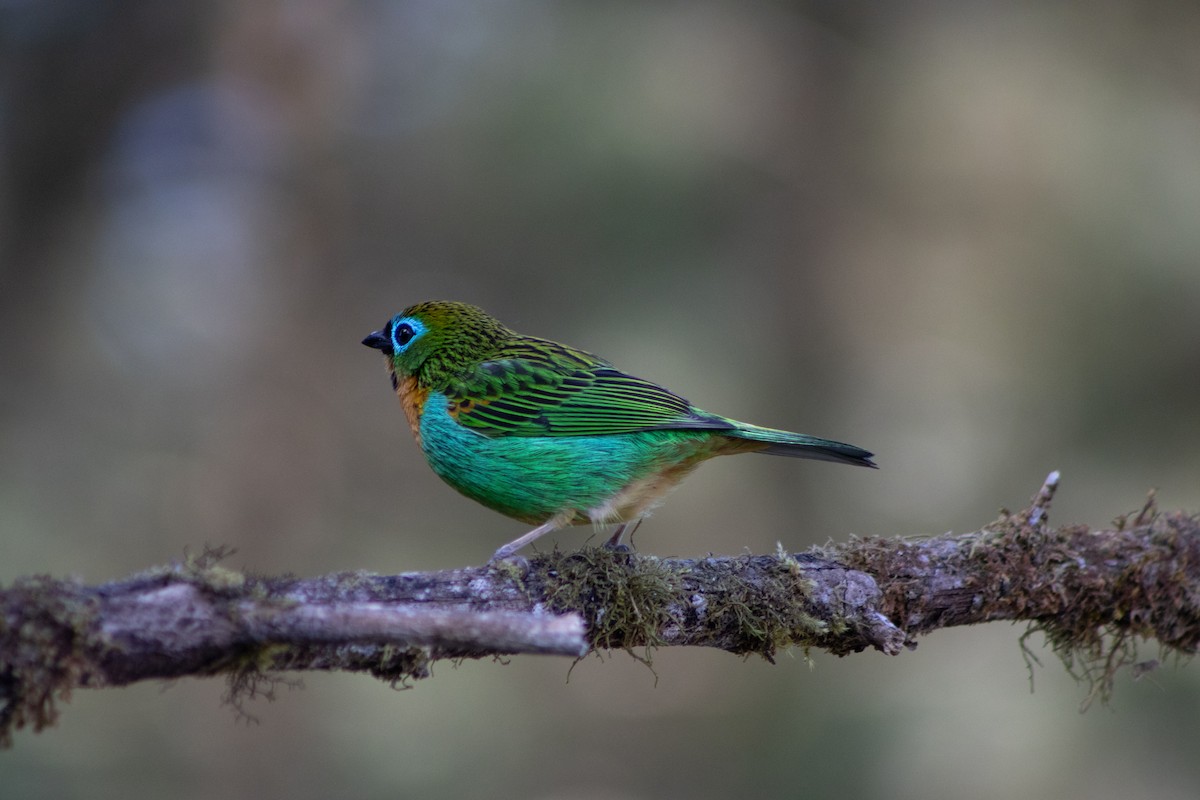 Brassy-breasted Tanager - ML637919266