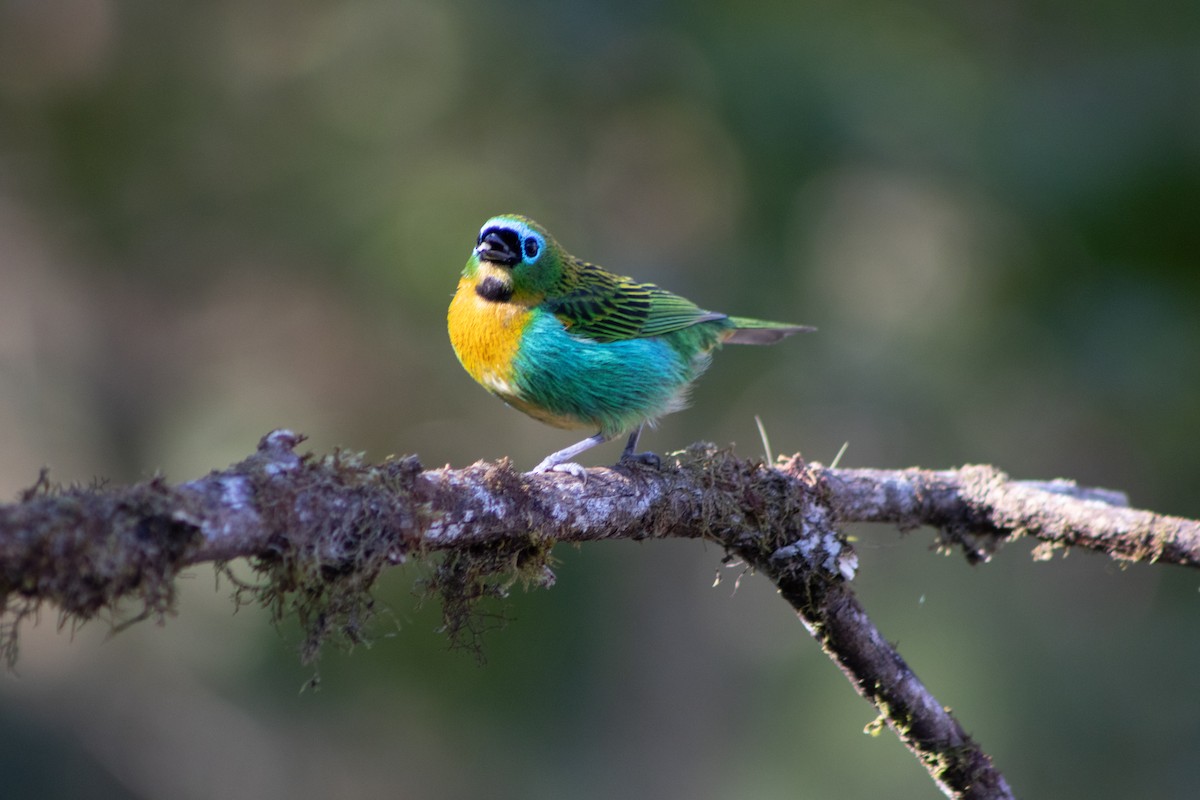 Brassy-breasted Tanager - ML637919267