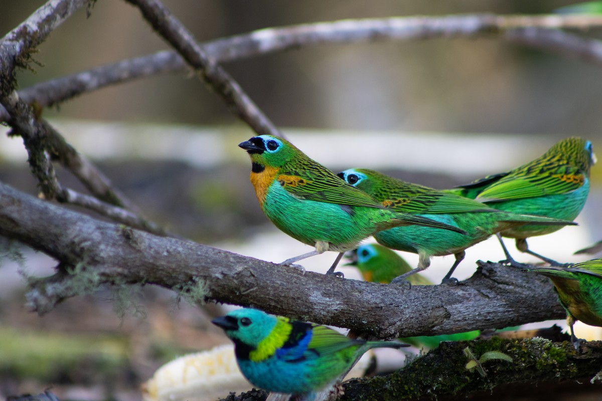Brassy-breasted Tanager - ML637919268
