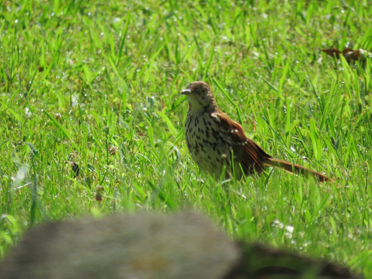 Brown Thrasher - ML637919273