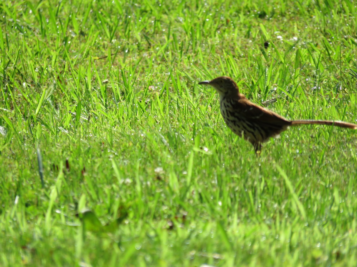 Brown Thrasher - ML637919274