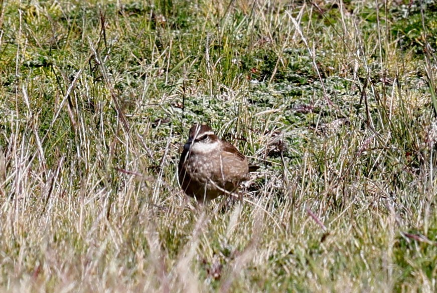 Chestnut-winged Cinclodes - ML637919288