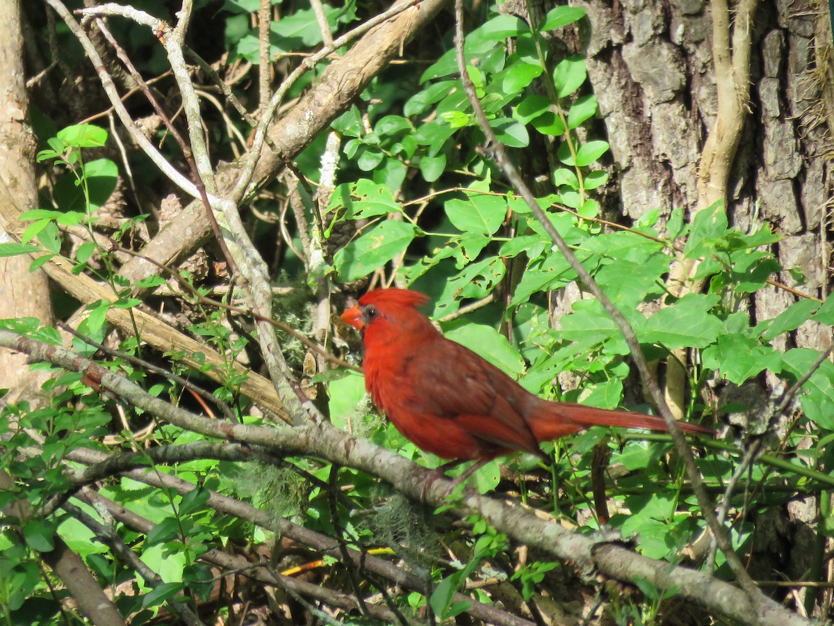 Northern Cardinal - ML637919298