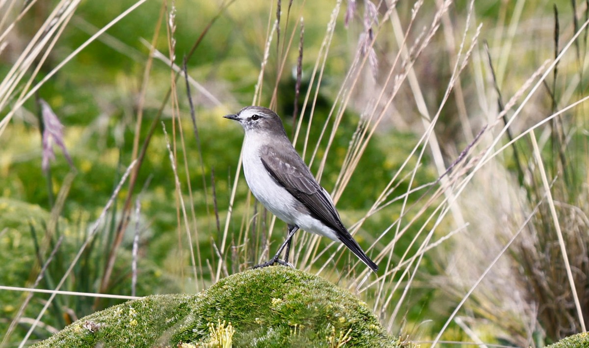 Plain-capped Ground-Tyrant - ML637919360