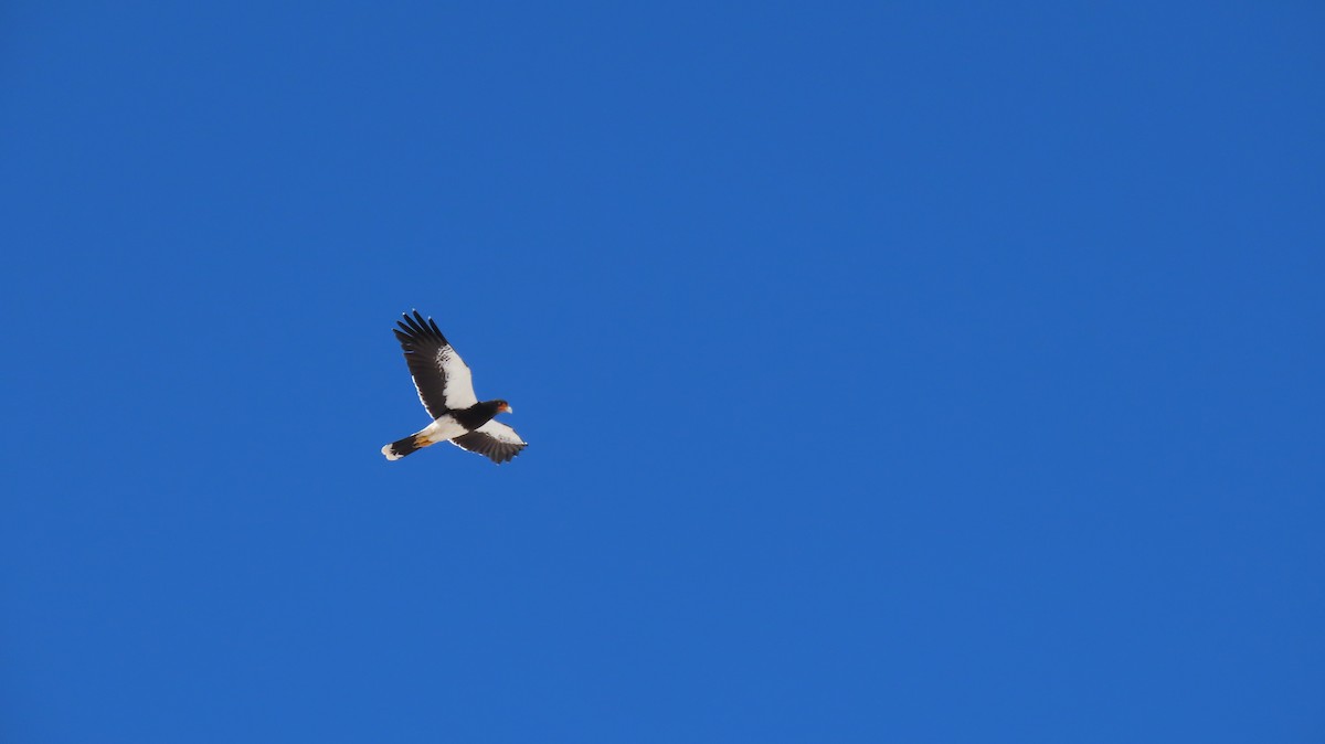 Mountain Caracara - ML637919383