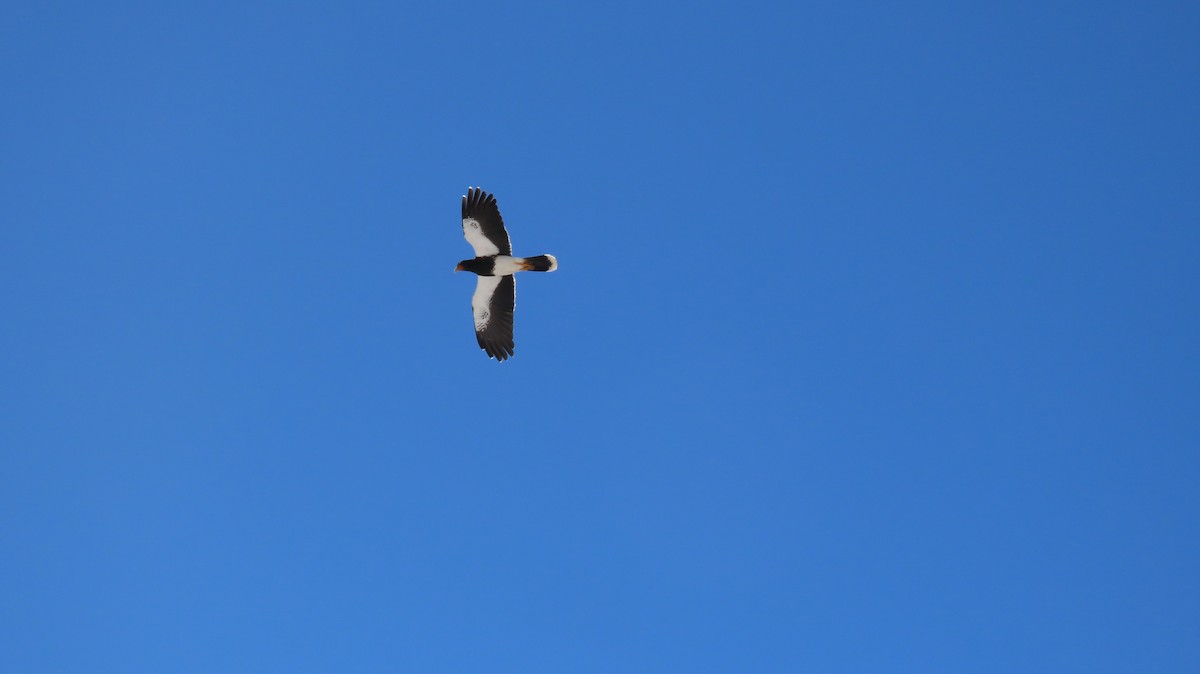Mountain Caracara - ML637919384