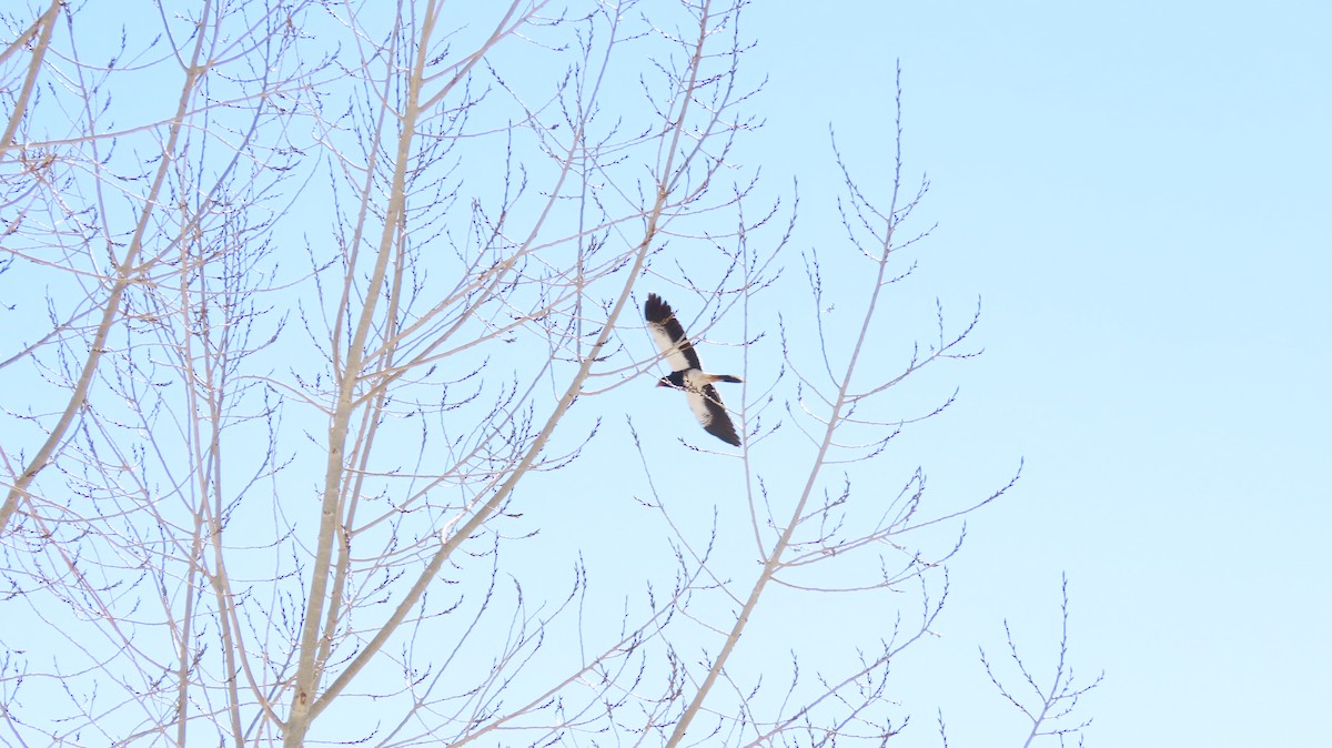 Mountain Caracara - ML637919385