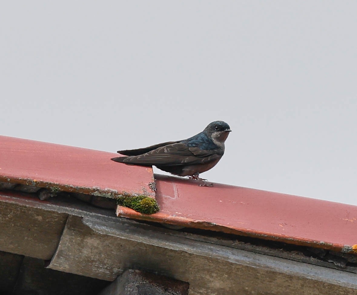 Brown-bellied Swallow - ML637919386
