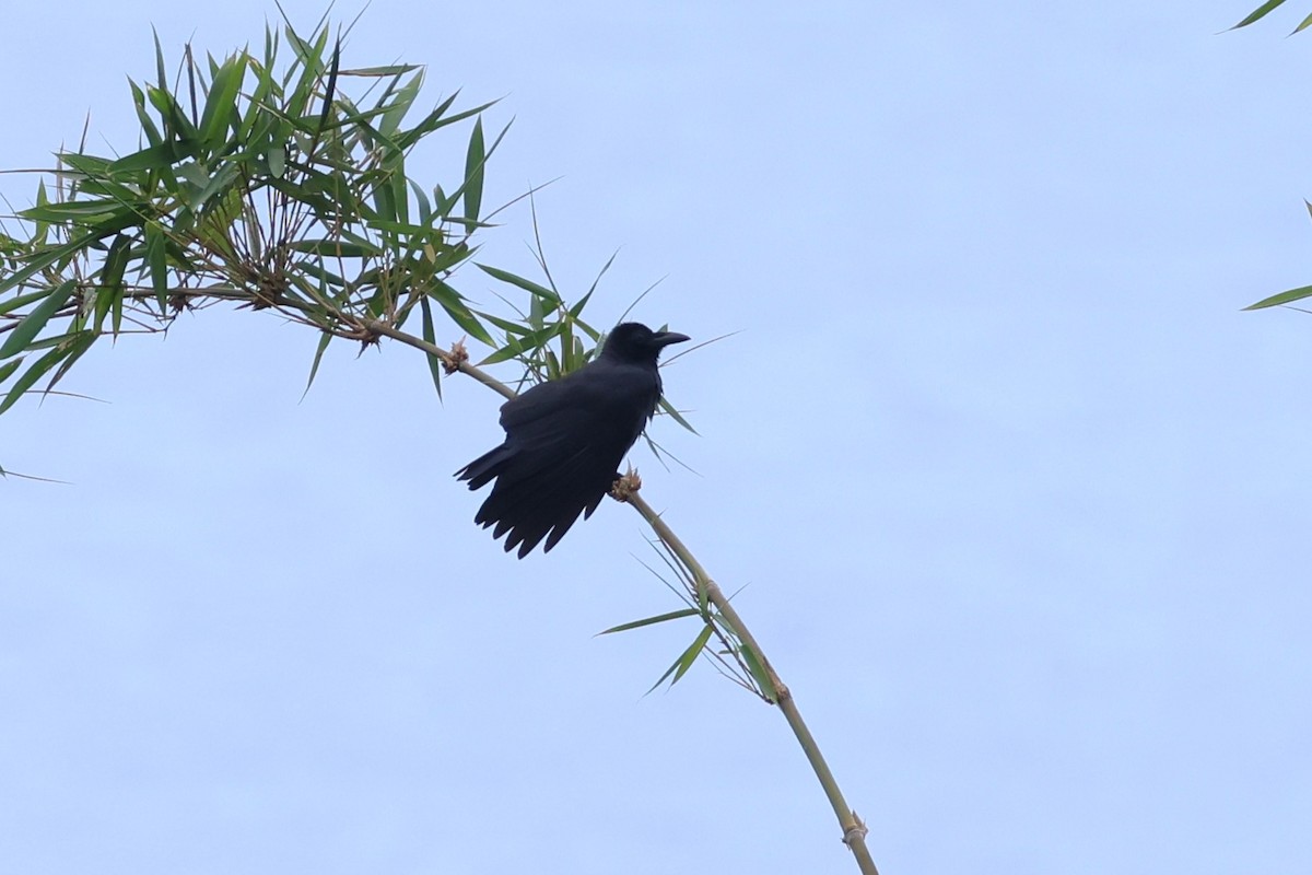 Sulawesi Crow - ML637919387