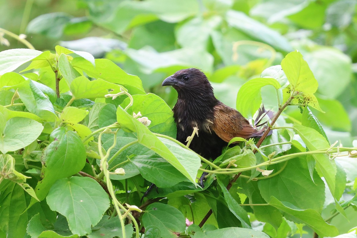 Lesser Coucal - ML637919402