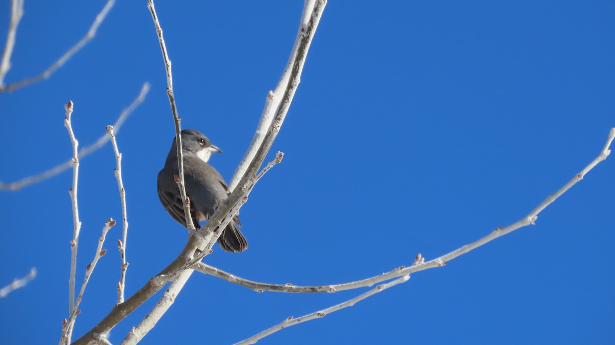 Diuca Finch - ML637919470