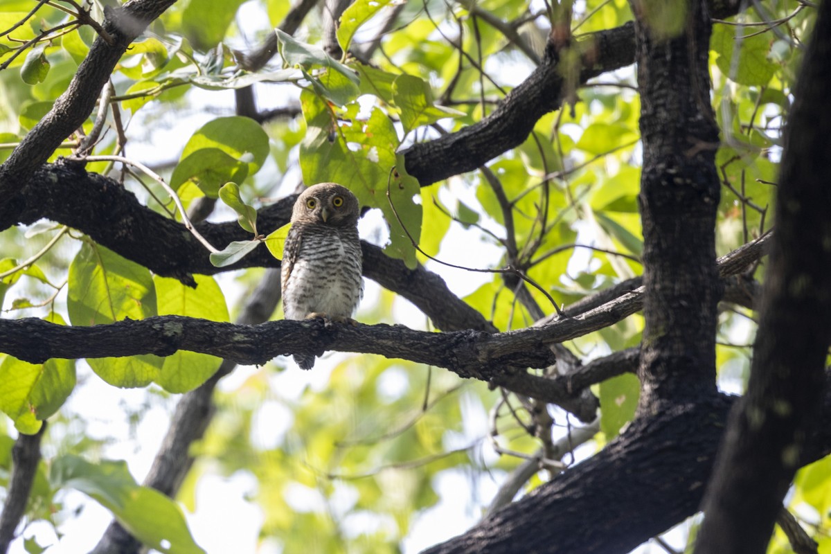 Jungle Owlet - ML637919481