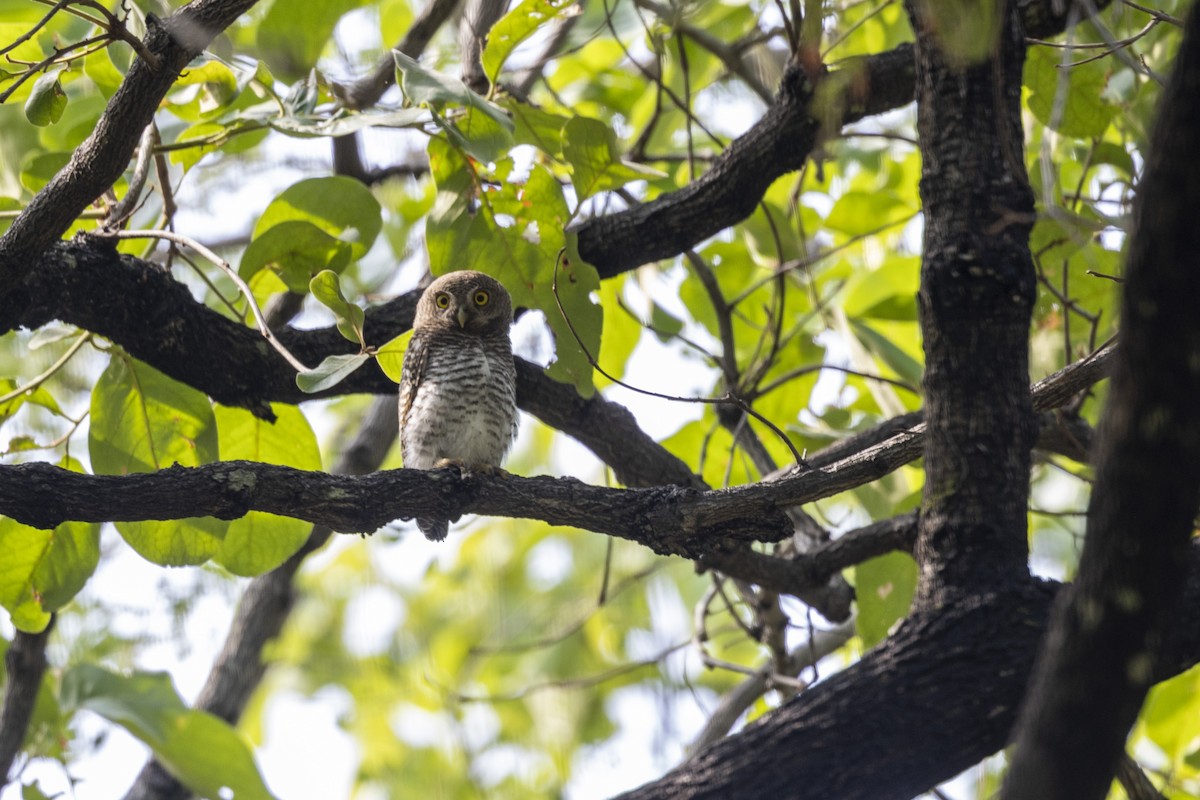 Jungle Owlet - ML637919482