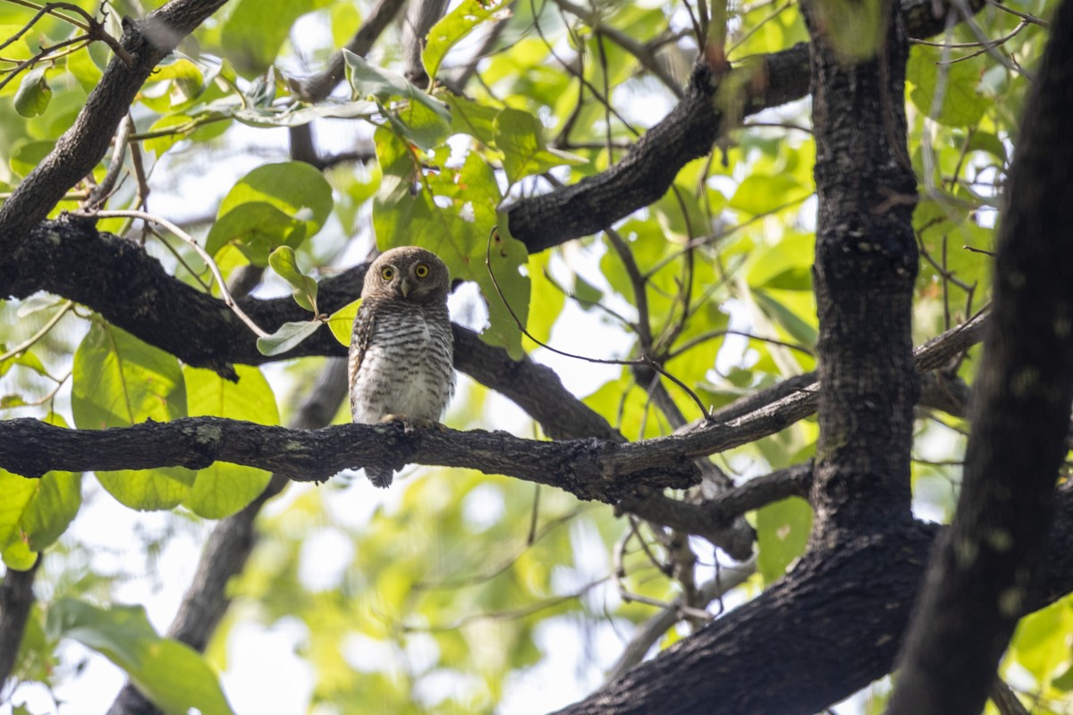 Jungle Owlet - ML637919483