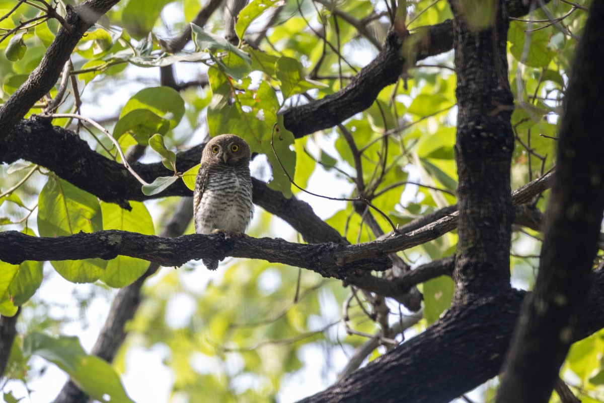 Jungle Owlet - ML637919484
