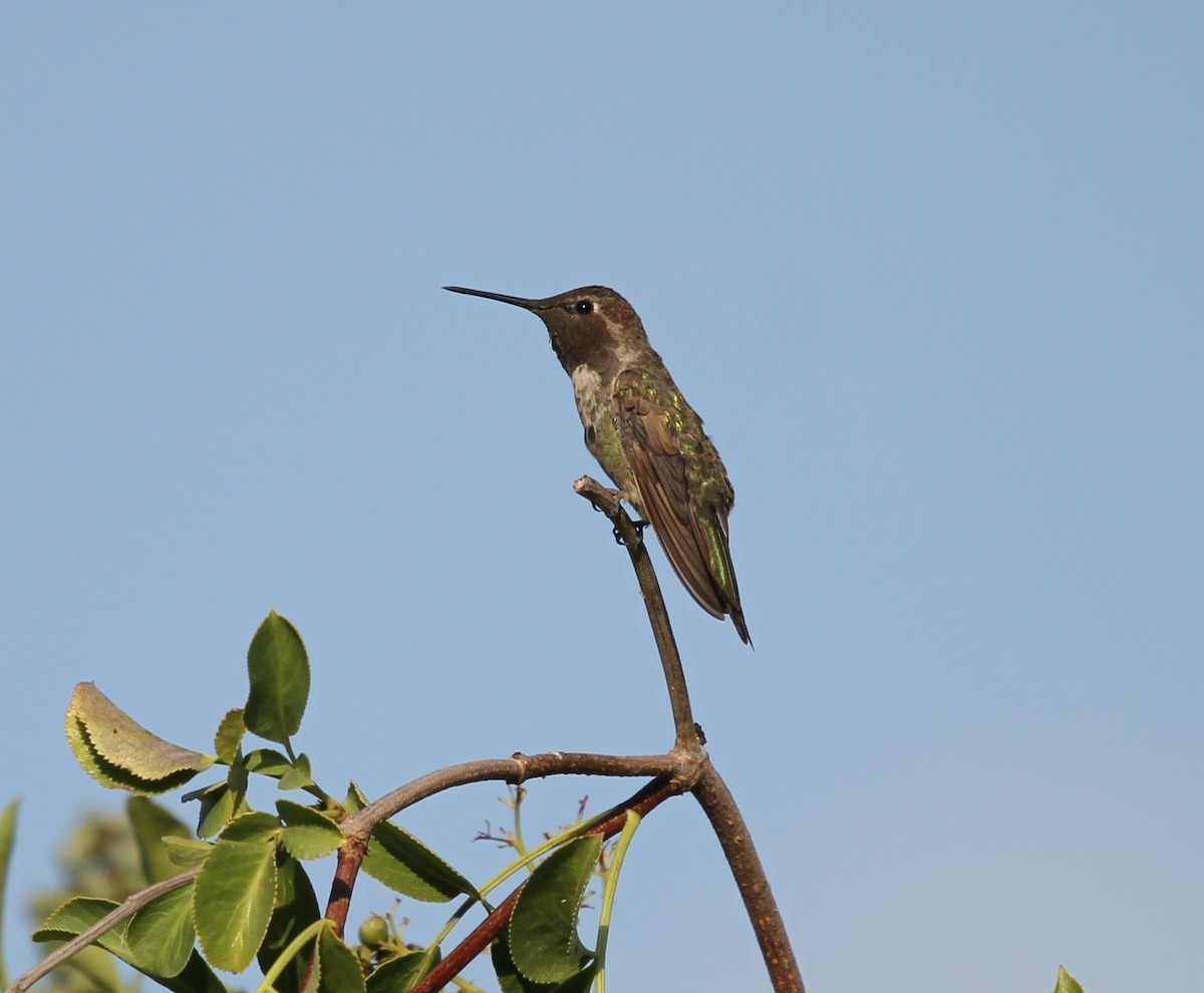Anna's Hummingbird - ML637919500