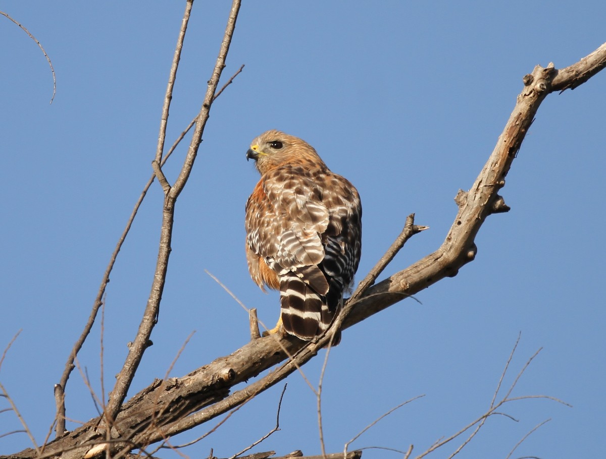 Red-shouldered Hawk - ML637919509