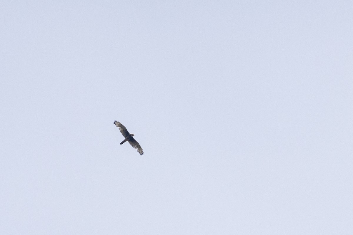 White-eyed Buzzard - ML637919524