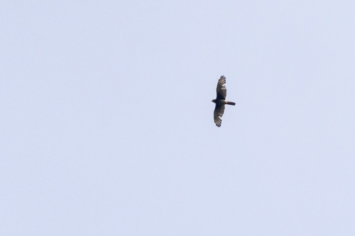 White-eyed Buzzard - ML637919525