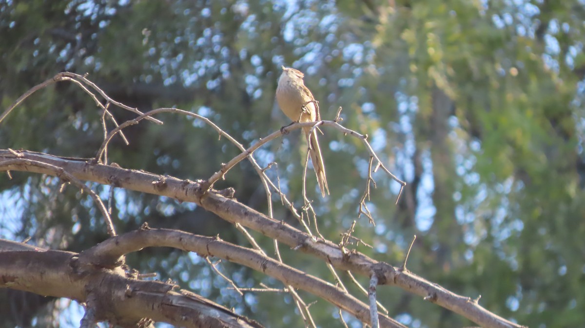 Plain-mantled Tit-Spinetail - ML637919528