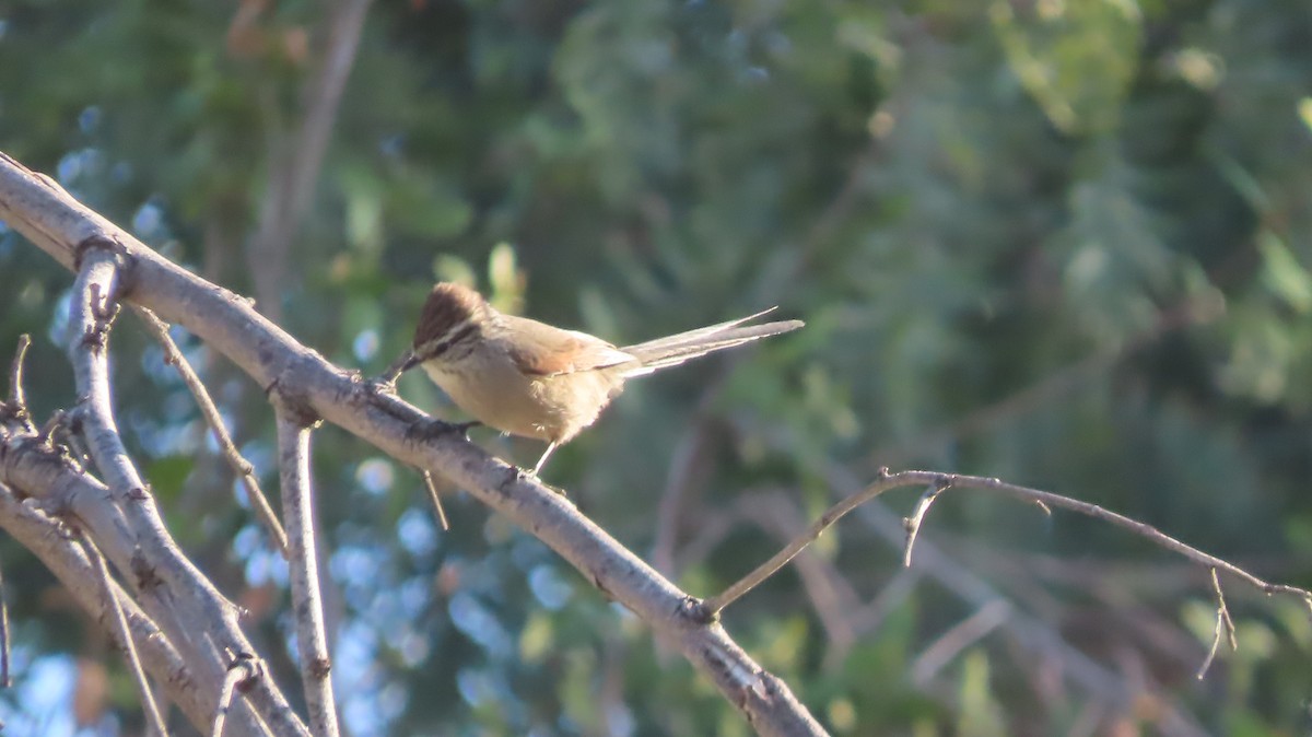 Plain-mantled Tit-Spinetail - ML637919529