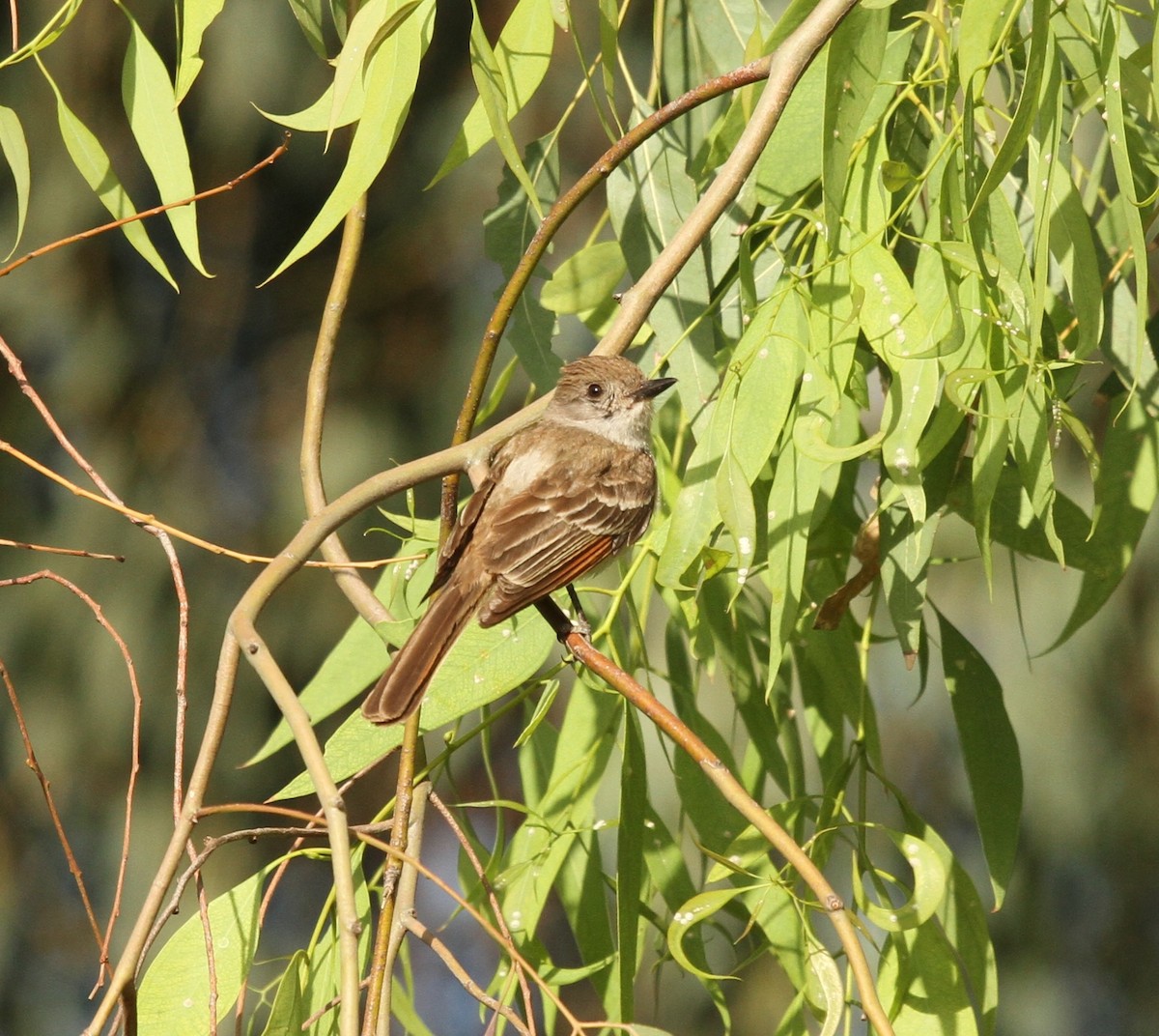 Ash-throated Flycatcher - ML637919531
