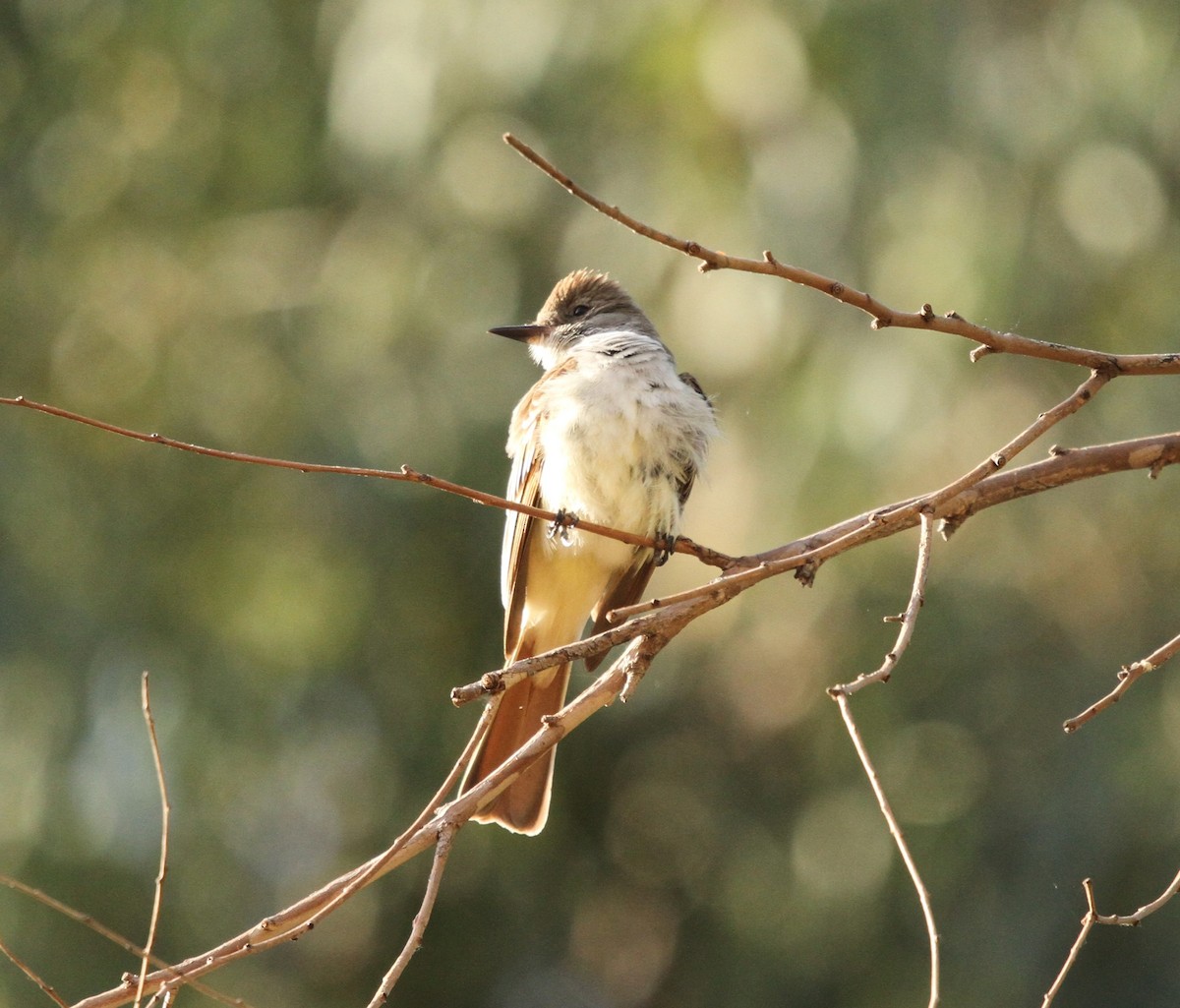Ash-throated Flycatcher - ML637919532