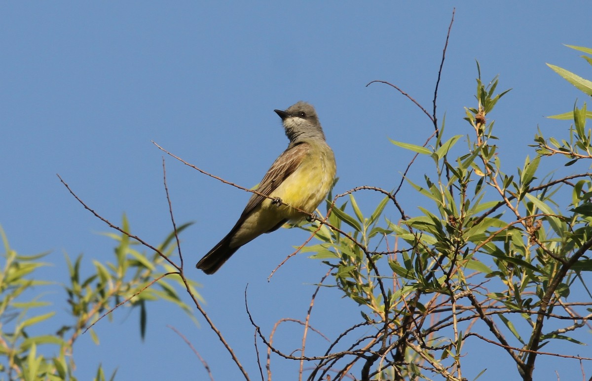 Cassin's Kingbird - ML637919535
