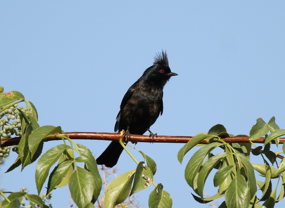 Phainopepla - ML637919543
