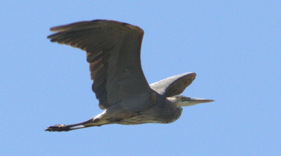 Great Blue Heron - ML637919566