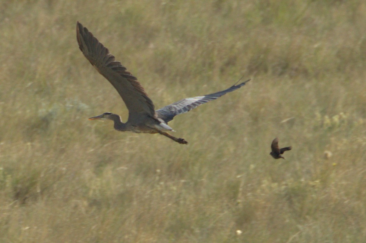 Great Blue Heron - ML637919567