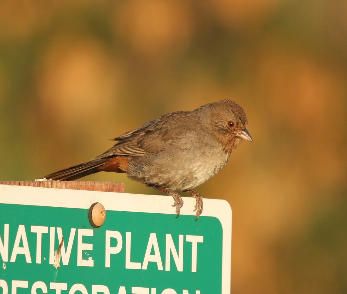 California Towhee - ML637919571