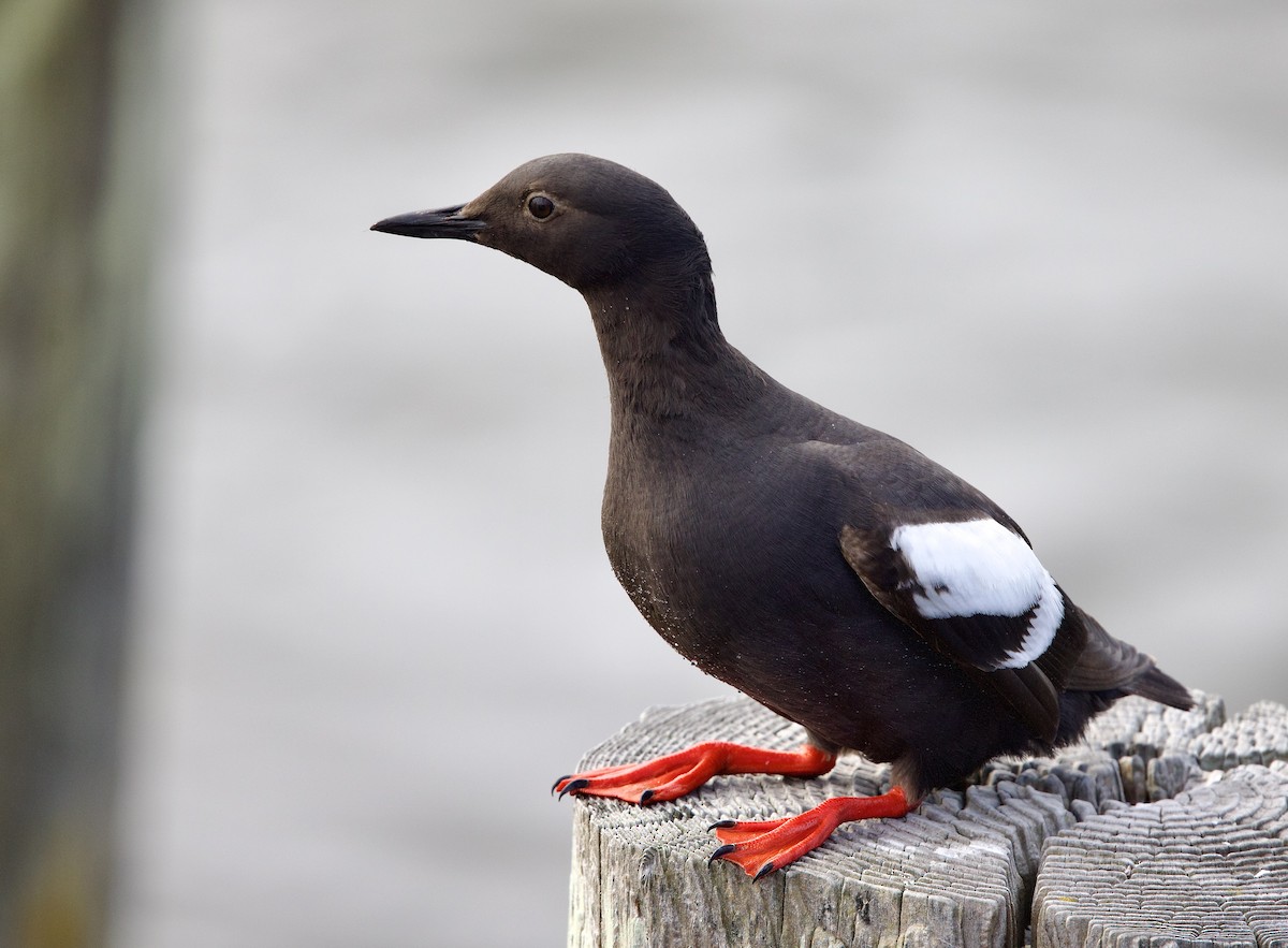 Pigeon Guillemot - ML637919572