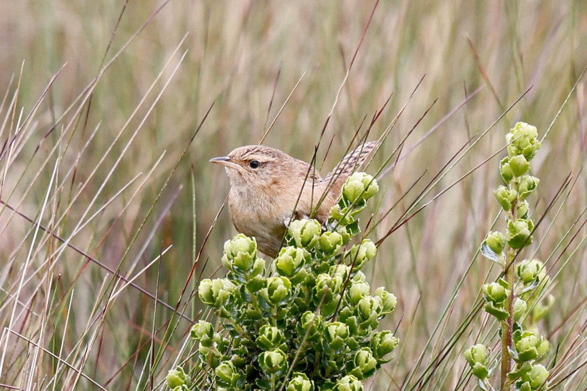 Grass Wren - ML637919575