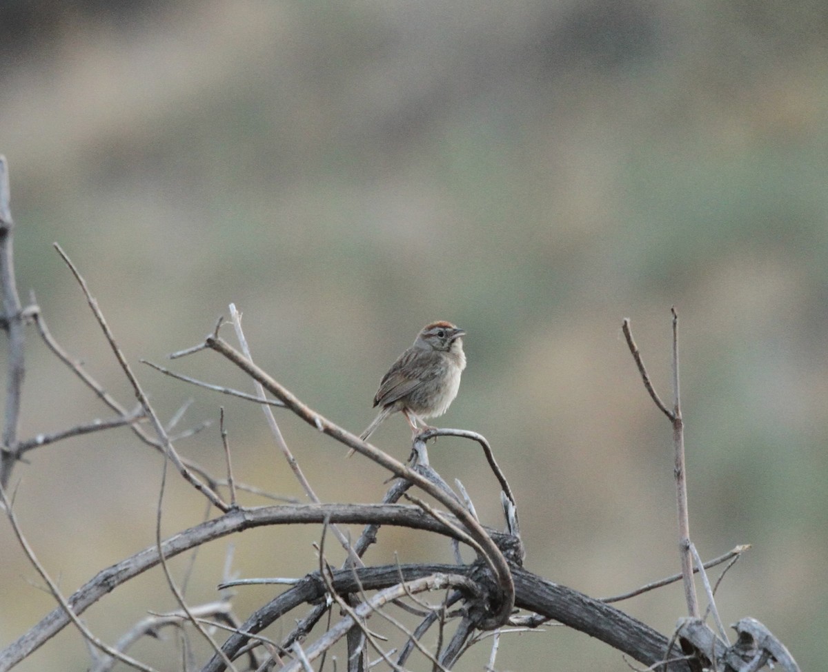 Rufous-crowned Sparrow - ML637919582