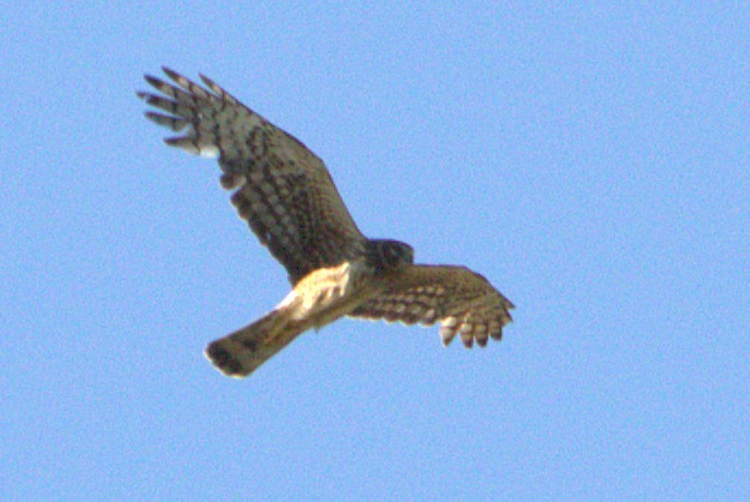 Northern Harrier - ML637919589