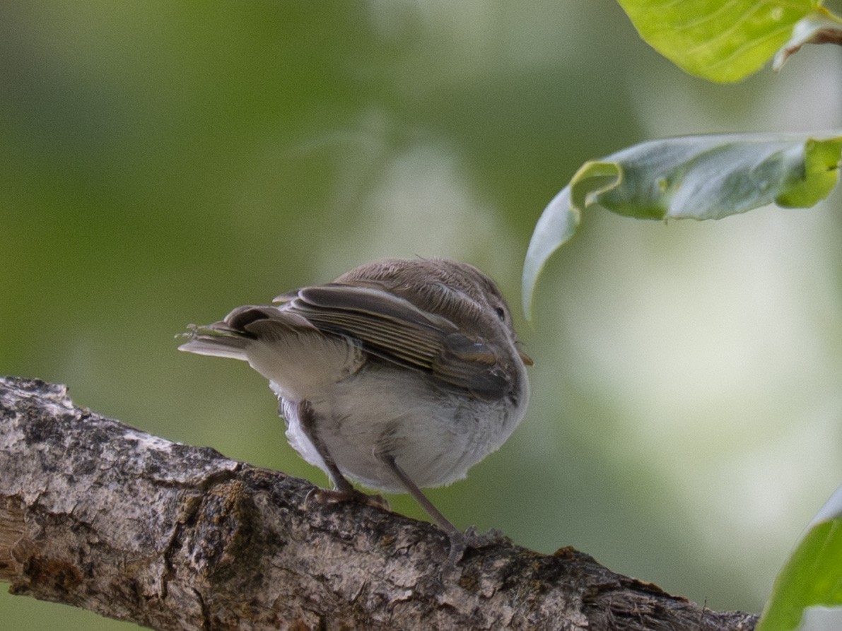 Eastern Bonelli's Warbler - ML637919597