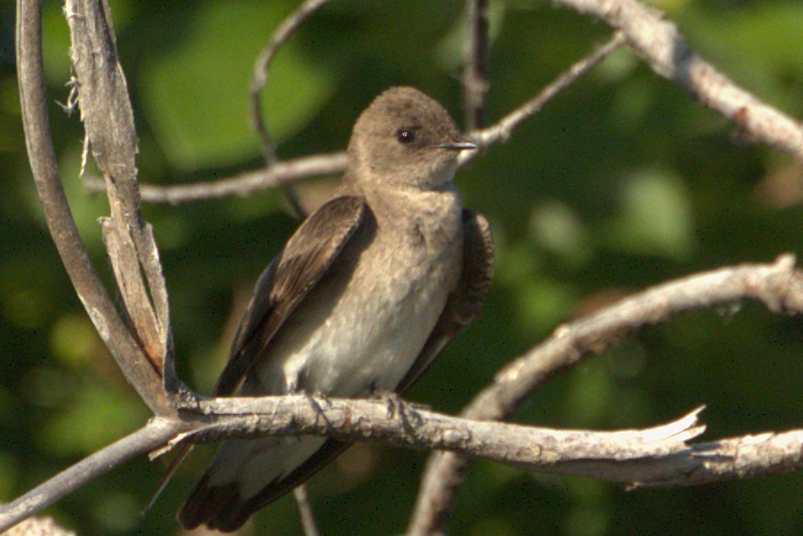 Northern Rough-winged Swallow - ML637919644