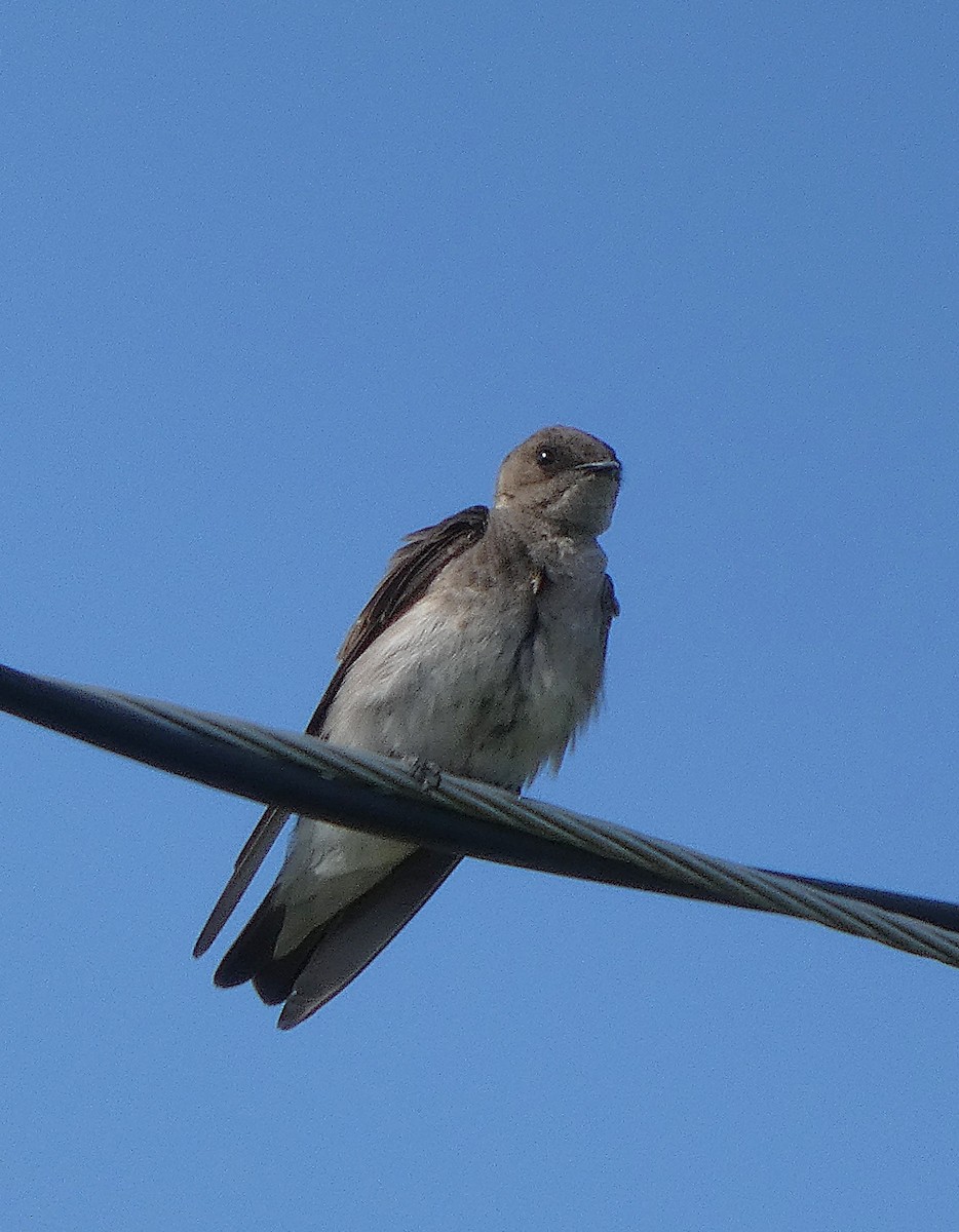 Northern Rough-winged Swallow - ML637919645