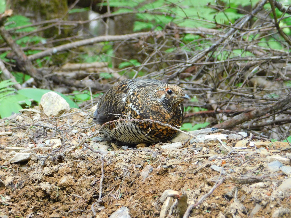 Spruce Grouse - ML637919653