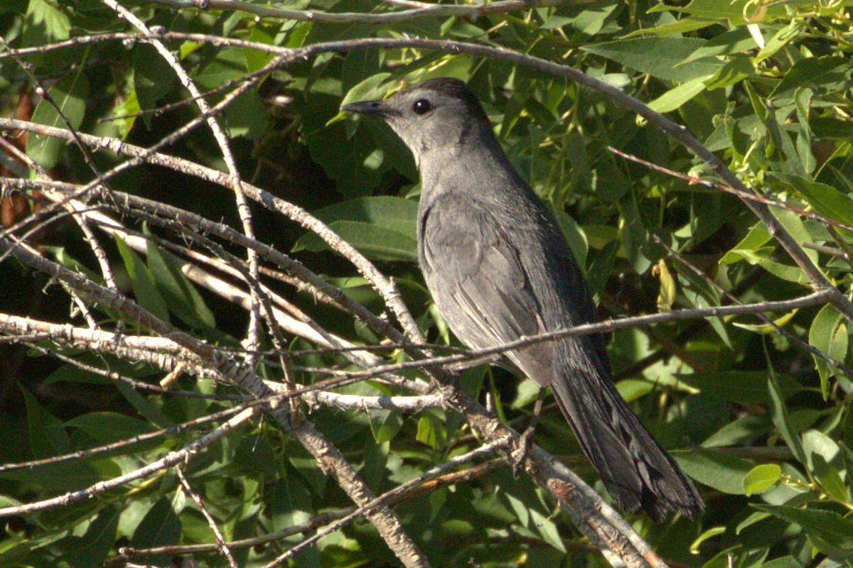 Gray Catbird - ML637919654